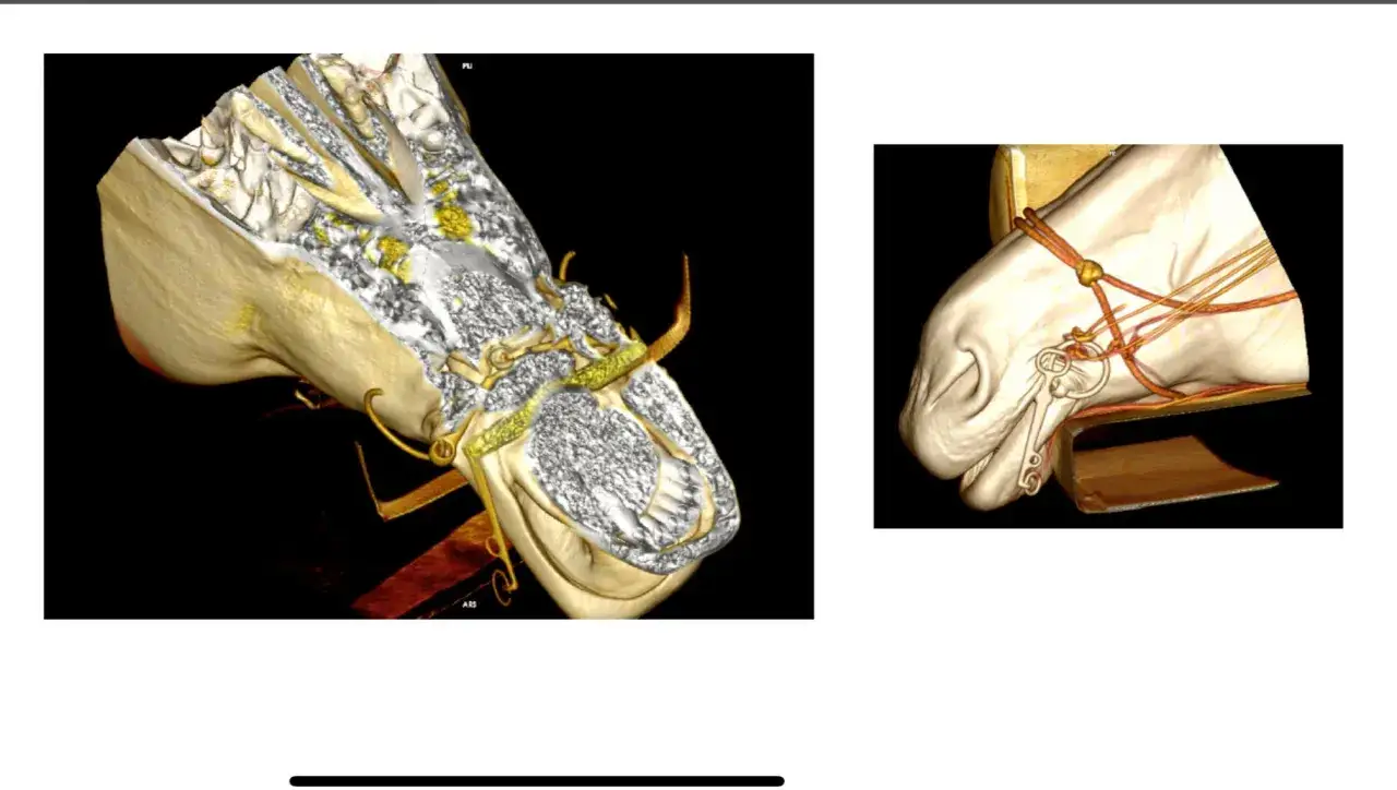 3D-Darstellung eines Pferdekopfes mit Gebiss, das Zungenfreiheit erm&ouml;glicht. Die Wirkung des Gebisses wird durch die detaillierte Darstellung der Anatomie verdeutlicht.