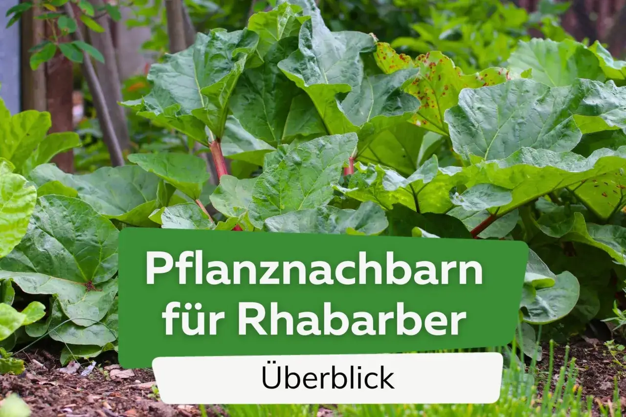 Gr&uuml;ner Rhabarber mit roten Stielen, umgeben von anderen Pflanzen. Text: 