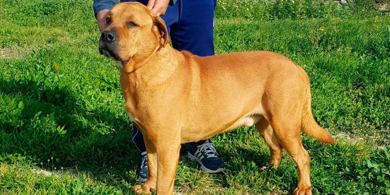 Un perro ca de bou de pelaje rojizo, musculoso y con una expresi&oacute;n serena, posa en un prado verde.