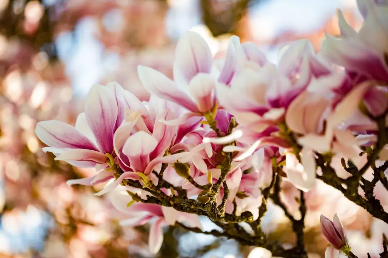 En gren med vackra, rosa och vita magnoliablommor som blommar ut. En h&auml;rlig syn av en klippa magnolia i full blom.