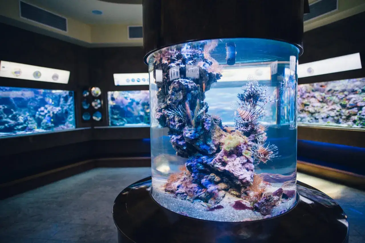 Kolorowe ryby i koralowce w akwarium w Oceanarium Gdańsk.
