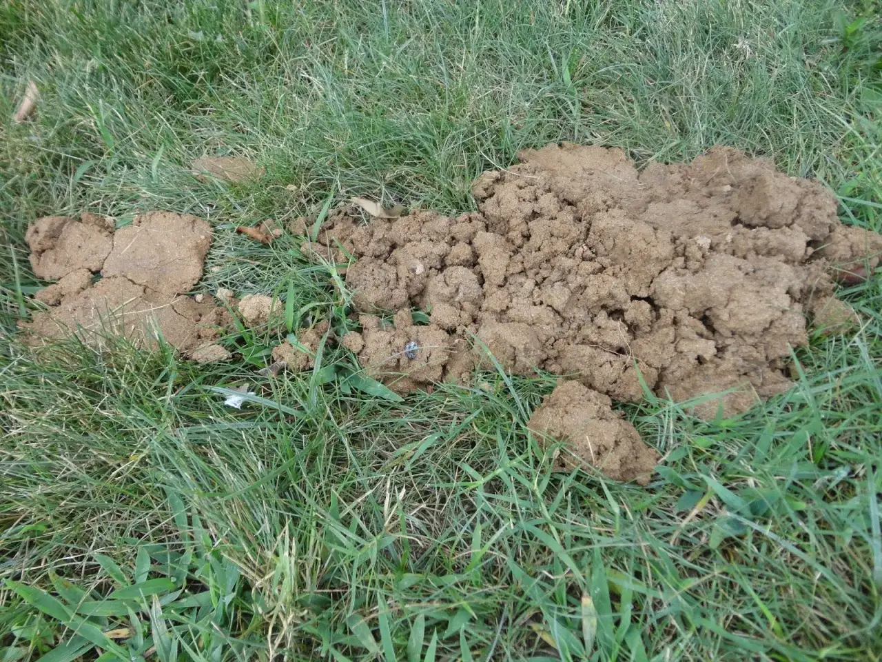 Montículo de tierra en césped, indicando la presencia de topos. Se considera un método para eliminar topos con agua.
