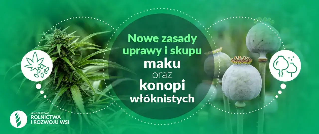 Nowe zasady uprawy maku i konopi włóknistych w Polsce. Ministerstwo Rolnictwa informuje o zmianach.