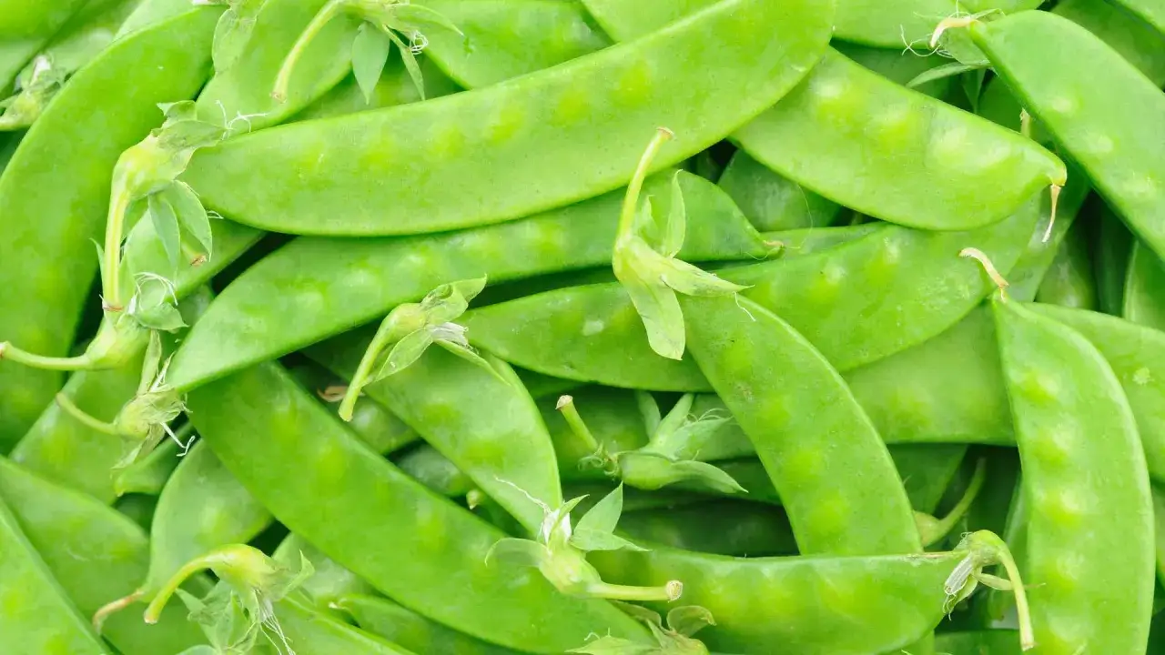 Frische zuckererbsen, bereit zum Einfrieren. Perfekt für gesunde Mahlzeiten.