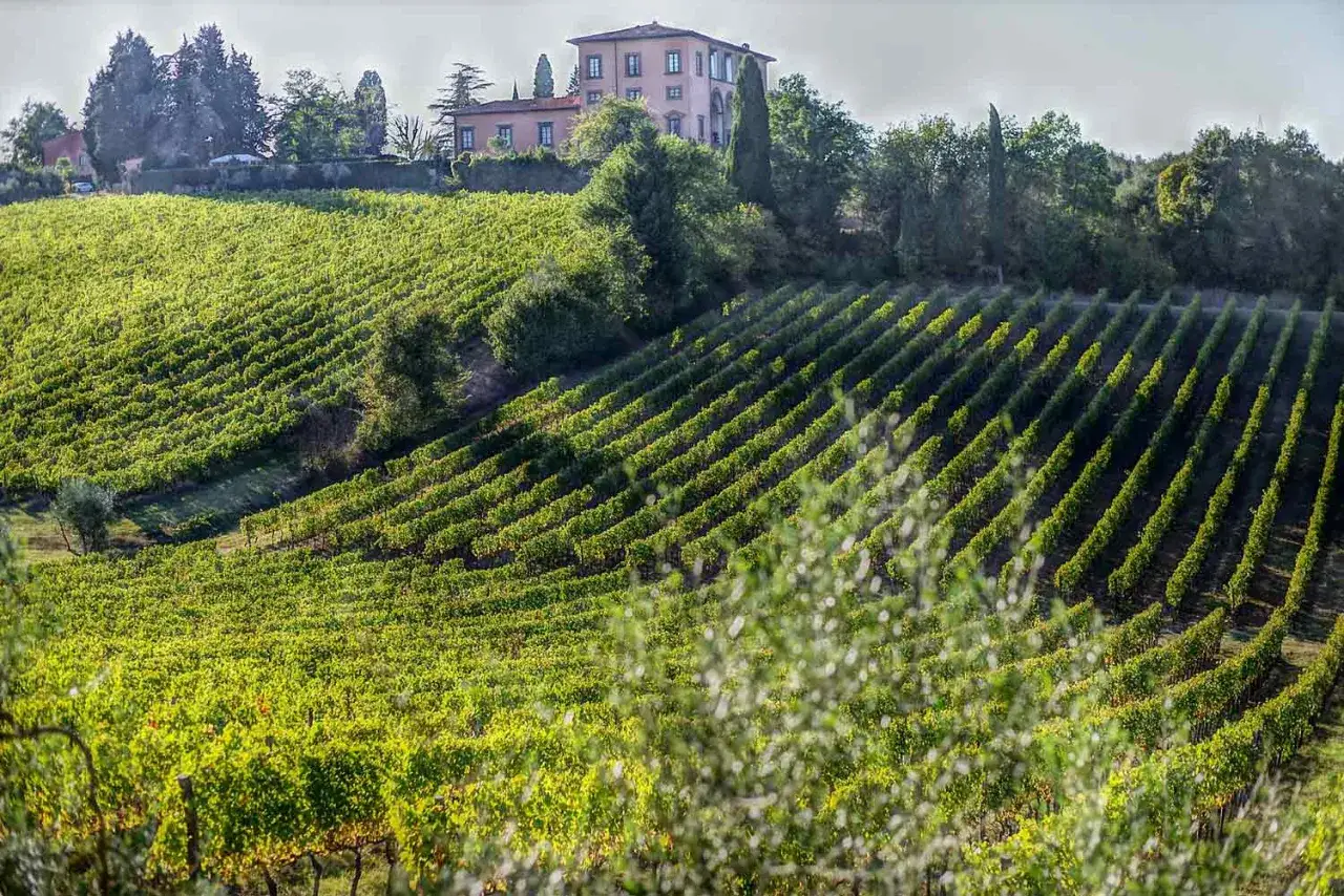 Vigneti rigogliosi in collina, con una villa sullo sfondo. Qui nasce il vino Sangiovese, un'eccellenza della Toscana.