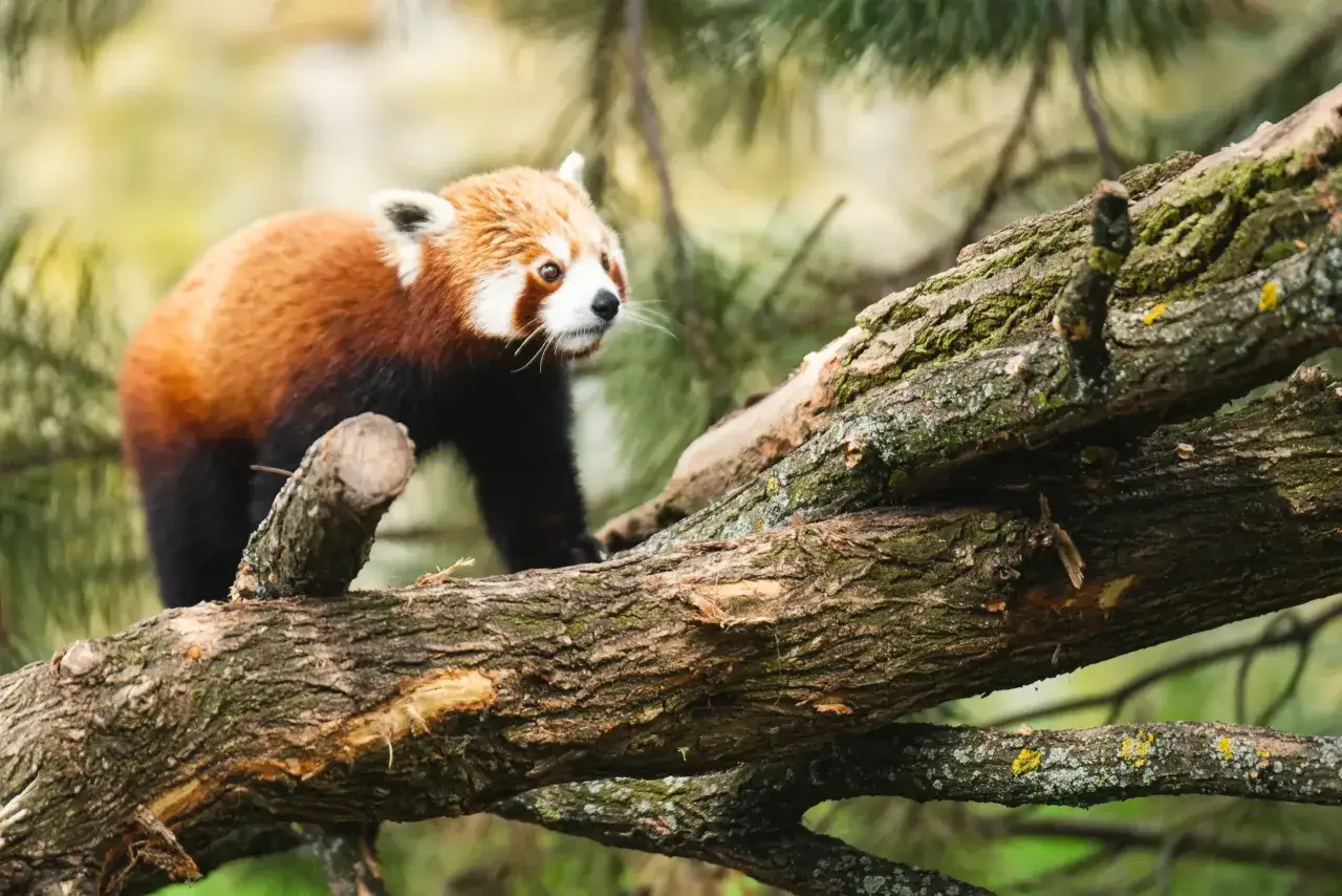 Mały panda rudy przemierza gałęzie drzew, jakby to był jego własny safari w Polsce.