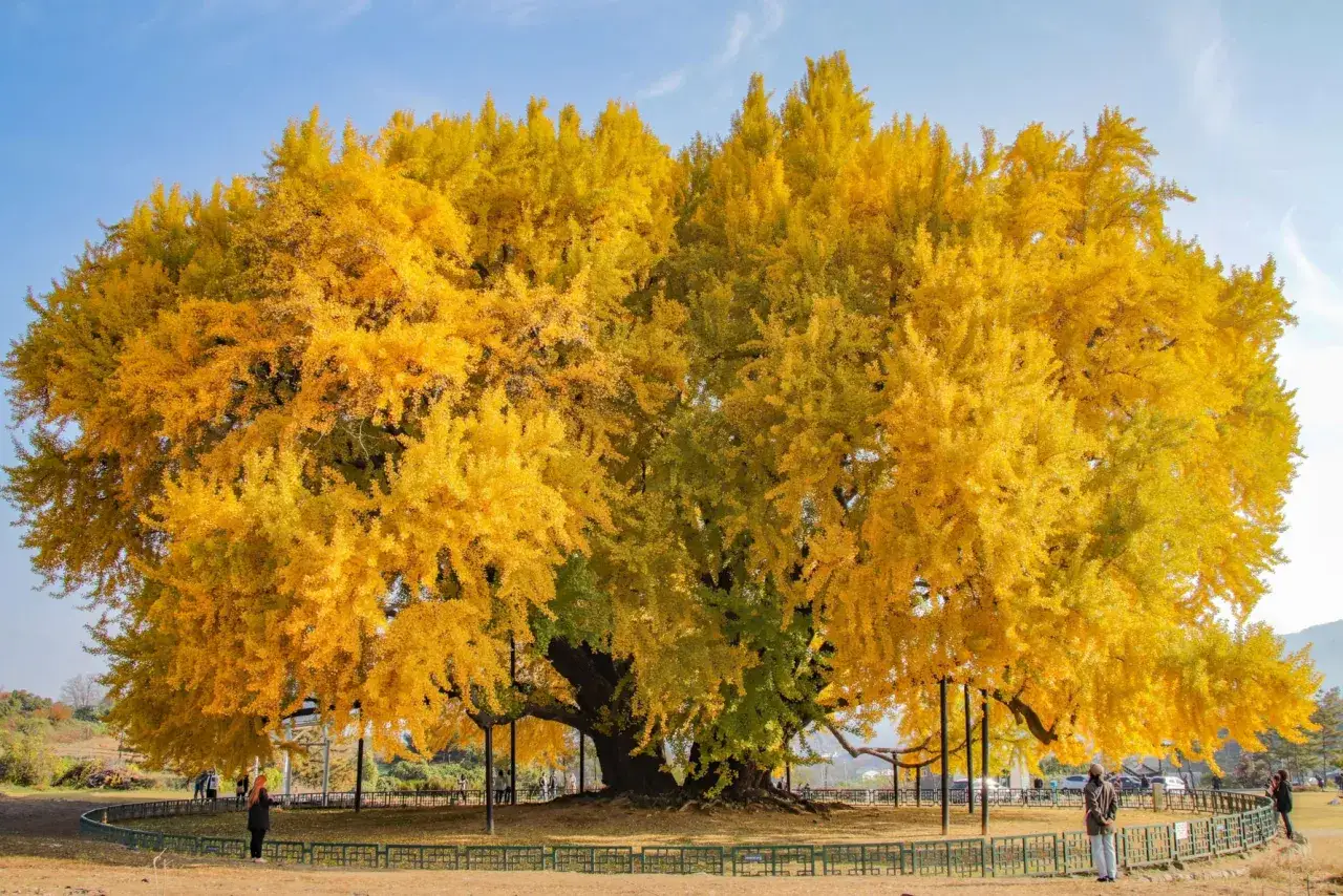 Imponerande ginkgo biloba-träd i full höstprakt med gyllene lövverk. Trädet är omgivet av ett staket och några besökare beundrar dess skönhet.