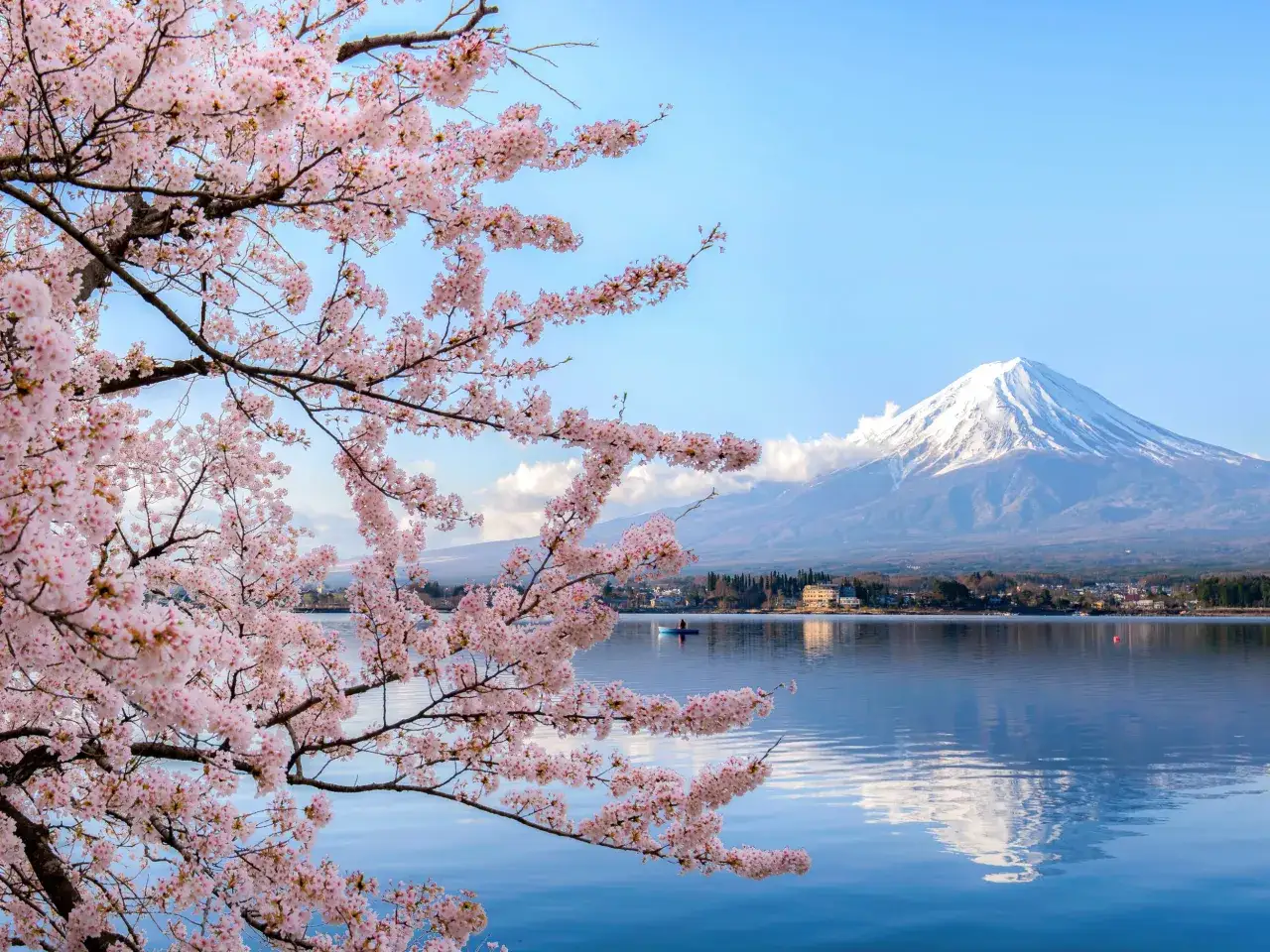 Kwiaty wiśni nad jeziorem z górą Fudżi w tle. Wiosna to idealny czas, kiedy najlepiej lecieć do Japonii, by podziwiać takie widoki.