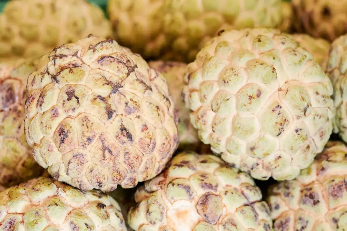 Kilka dojrzałych cherimoya owoc&oacute;w o łuskatej sk&oacute;rce, gotowych do spożycia.