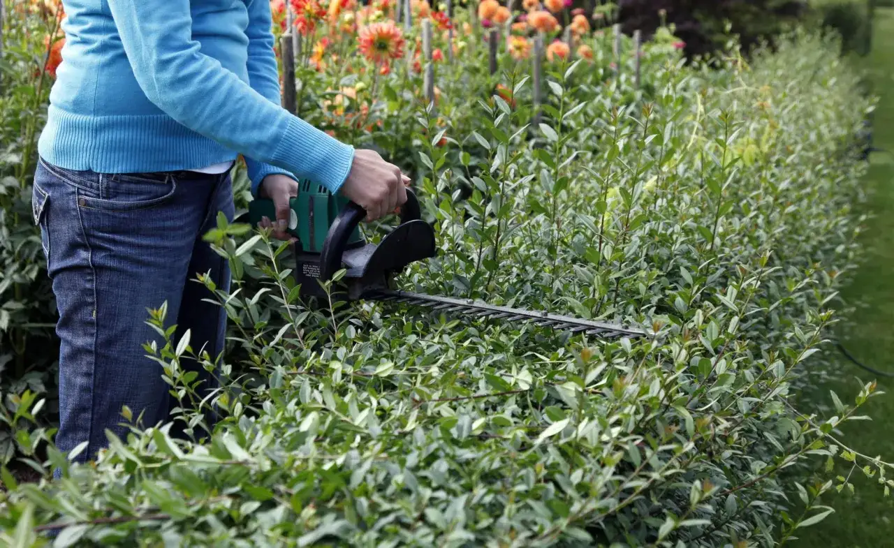 Person mit Heckenschere schneidet Ligusterhecke. Dahlien bl&uuml;hen im Hintergrund.