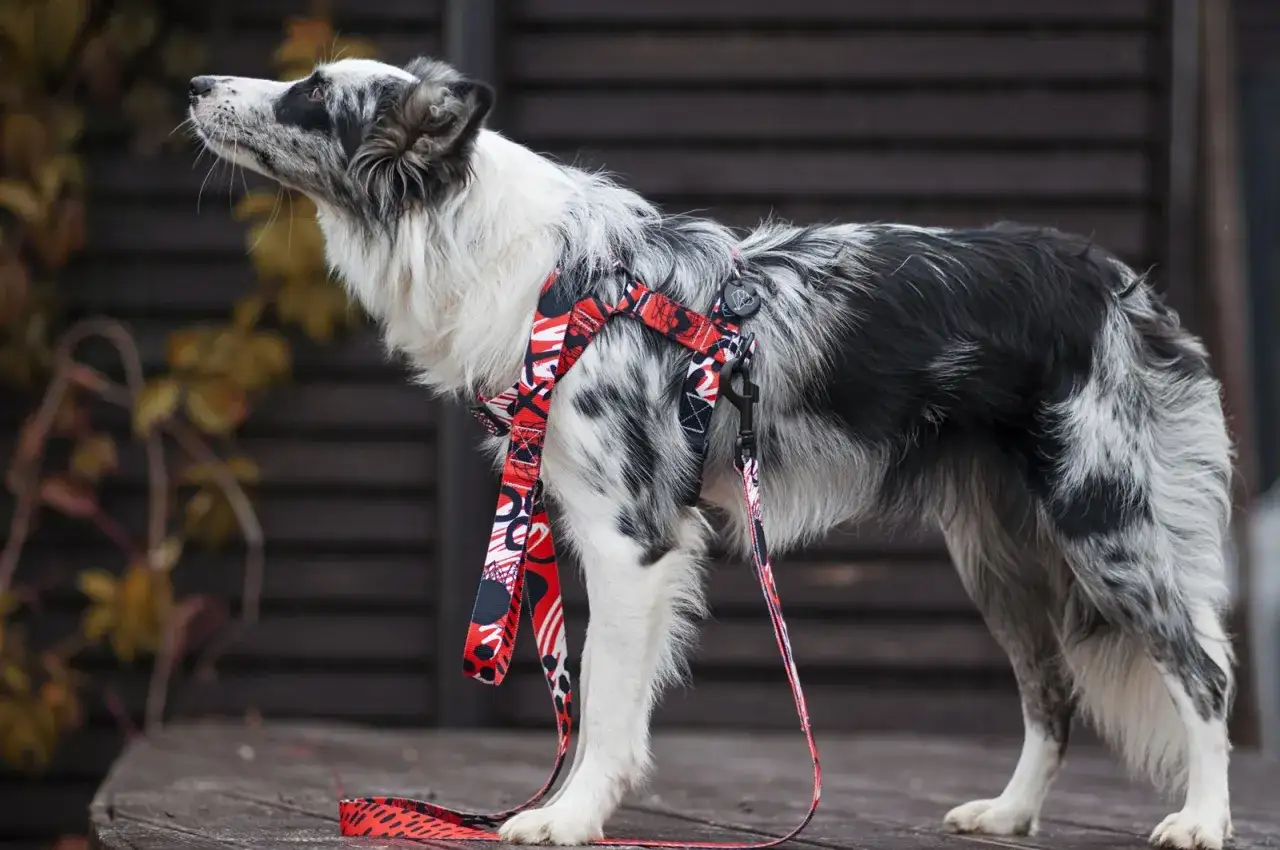 Elegancki border collie w czerwonych szelkach z kolorowym wzorem. Gotowy na spacer!
