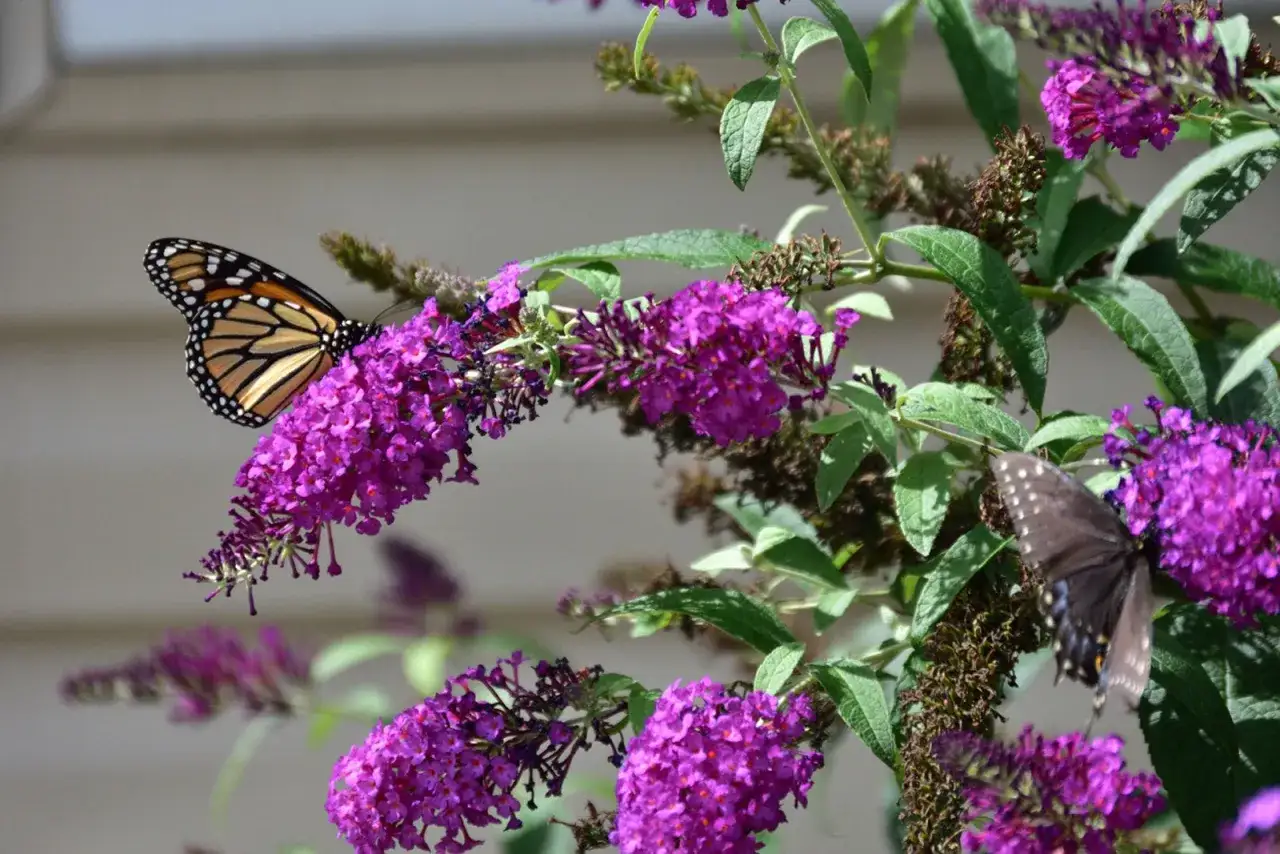 Monarchfalter und ein dunkler Schmetterling auf lila Blüten, die an mexikanische Dreimasterblume erinnern.