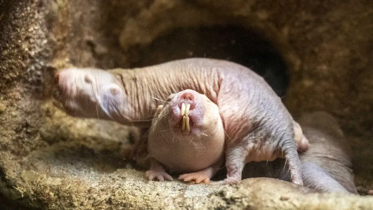 Dos ratas topo, con sus caracter&iacute;sticos dientes saltones, se acurrucan juntas en su madriguera.