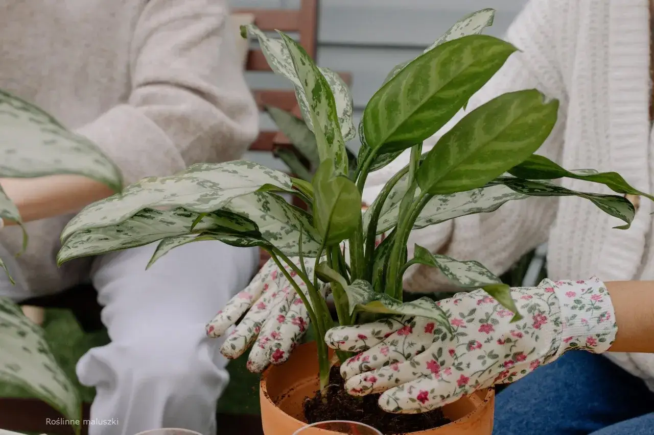 Ręce w kwiecistych rękawiczkach przesadzają piękną aglaonema kwiat do nowej doniczki.