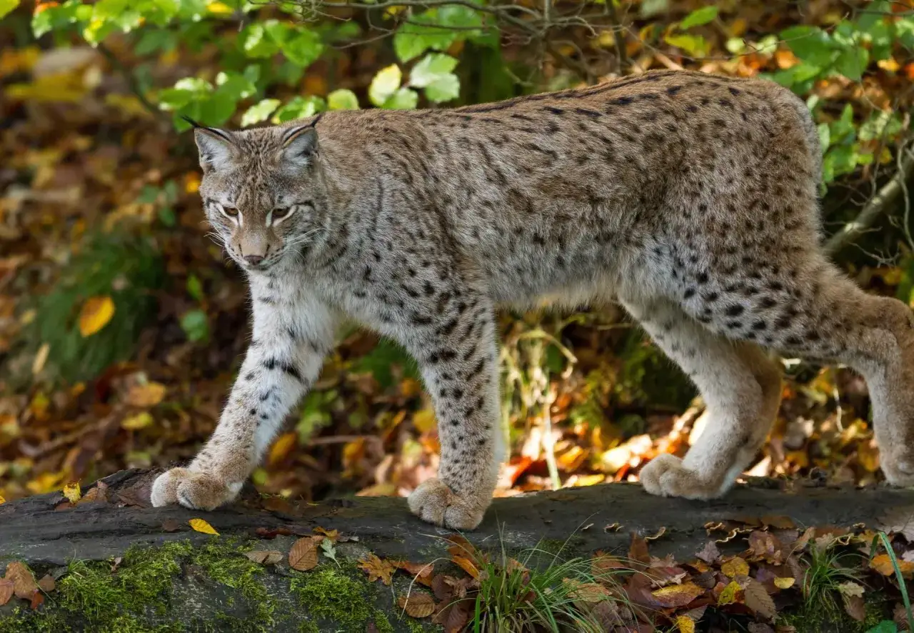 Ein Luchs, eine majestätische Katze mit geflecktem Fell, schreitet über einen moosbewachsenen Baumstamm im Herbstwald.