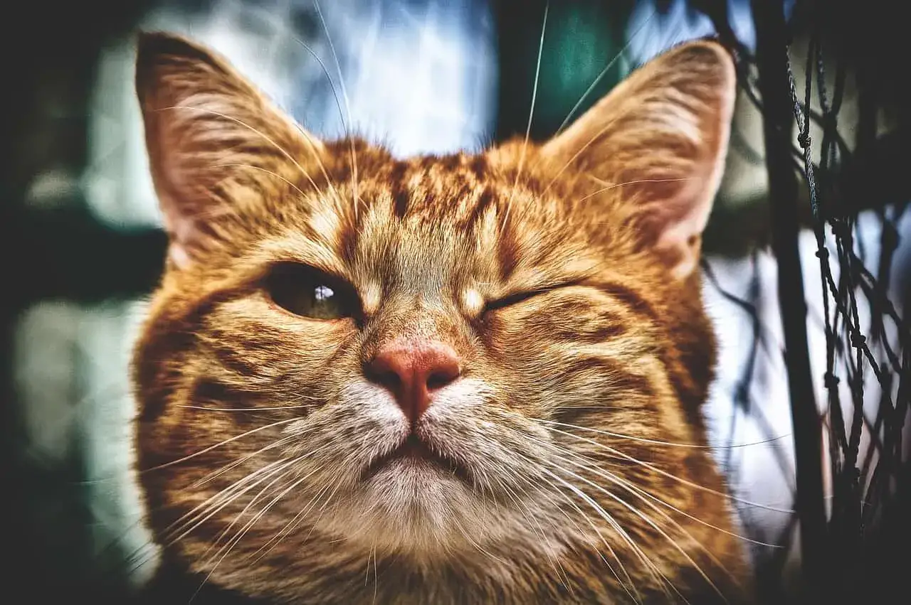 Gros plan sur un chat roux qui cligne de l'œil. Son œil gauche est ouvert, l'autre fermé, un possible symptôme œil crevé chat.