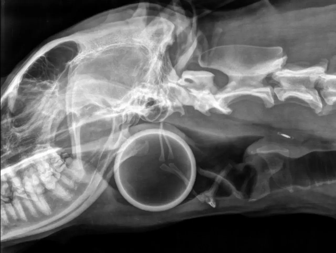 Radiographie d'un chien montrant un corps étranger rond dans l'œsophage. La question