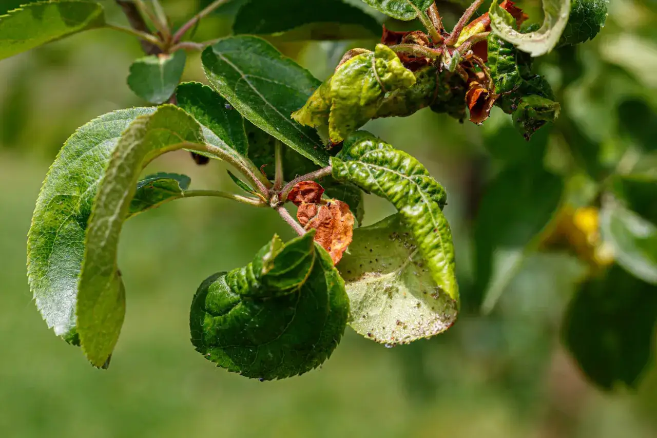 Verkr&uuml;ppelte Bl&auml;tter und braune Flecken zeigen deutliche Anzeichen von Apfelbaum Krankheiten.