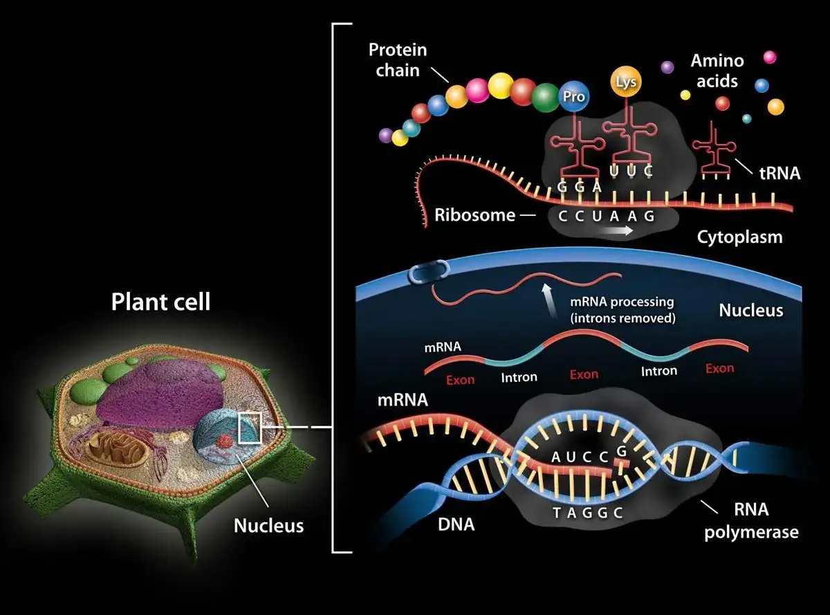 Proceso de transcripción y traducción en una célula vegetal. La **función ARN** es clave para crear cadenas de proteínas a partir del ADN.