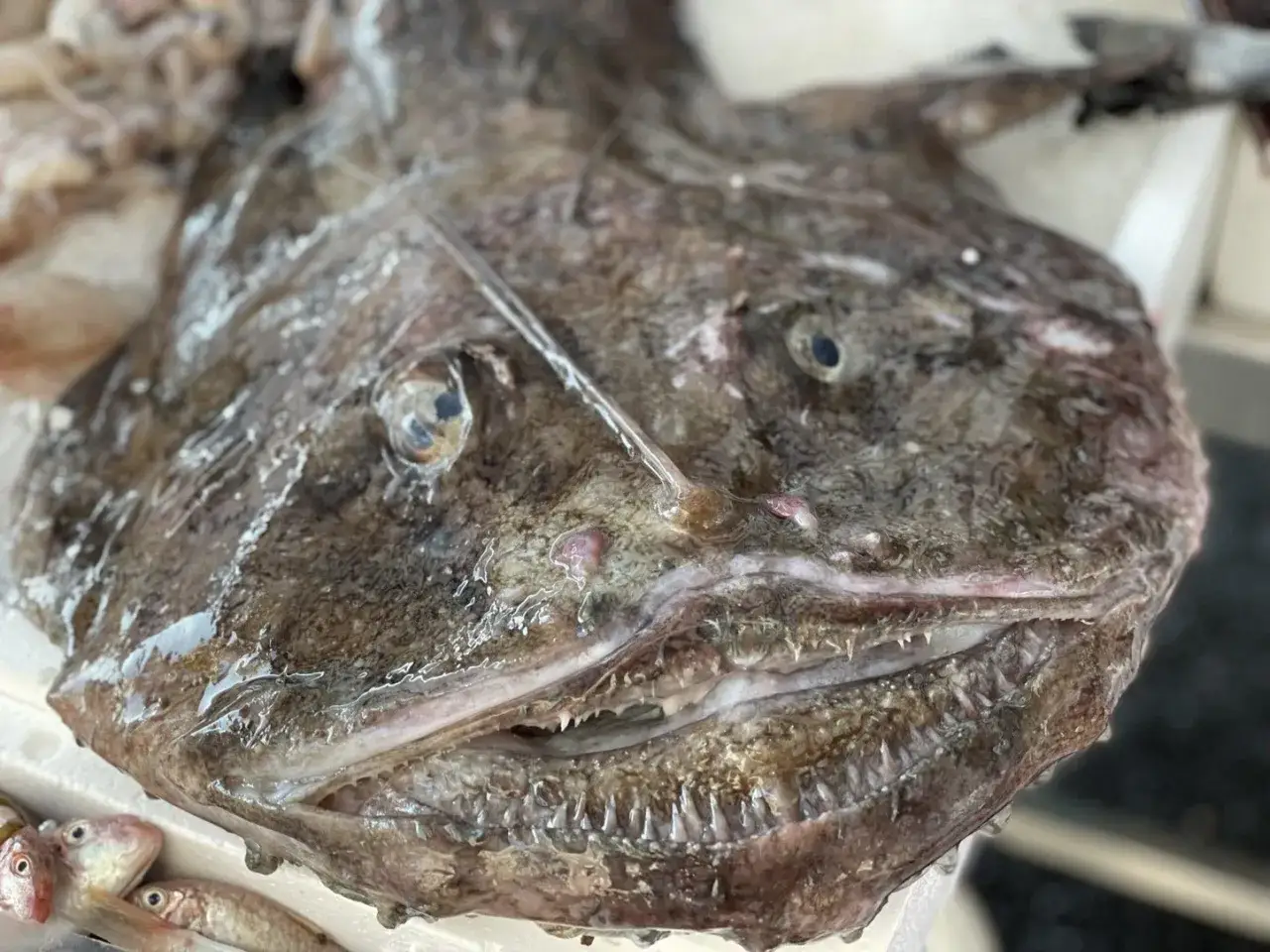 Primo piano di una coda di rospo con la bocca aperta e denti aguzzi. La pelle è ruvida e scura, gli occhi sporgenti.