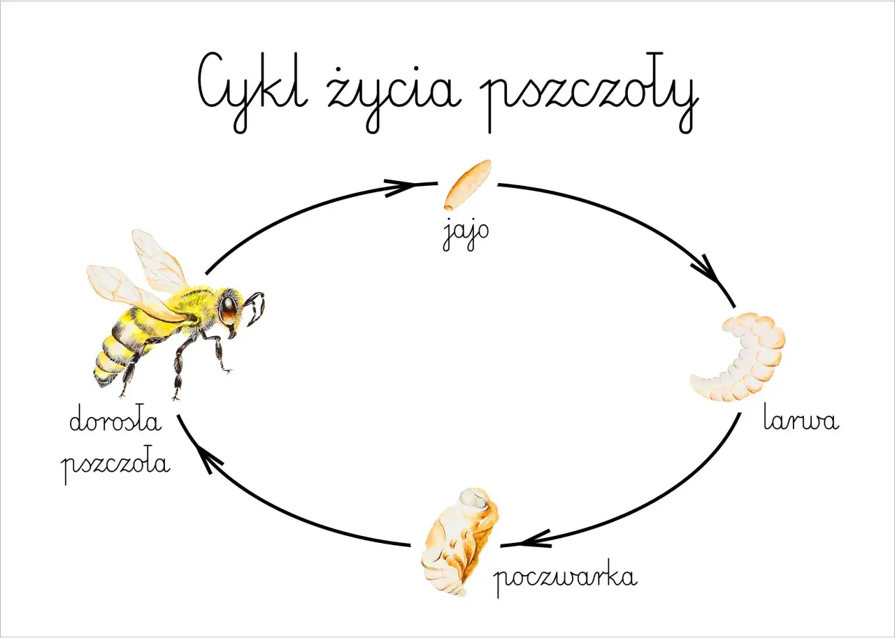 Cykl rozwojowy pszczoły jajo larwa poczwarka