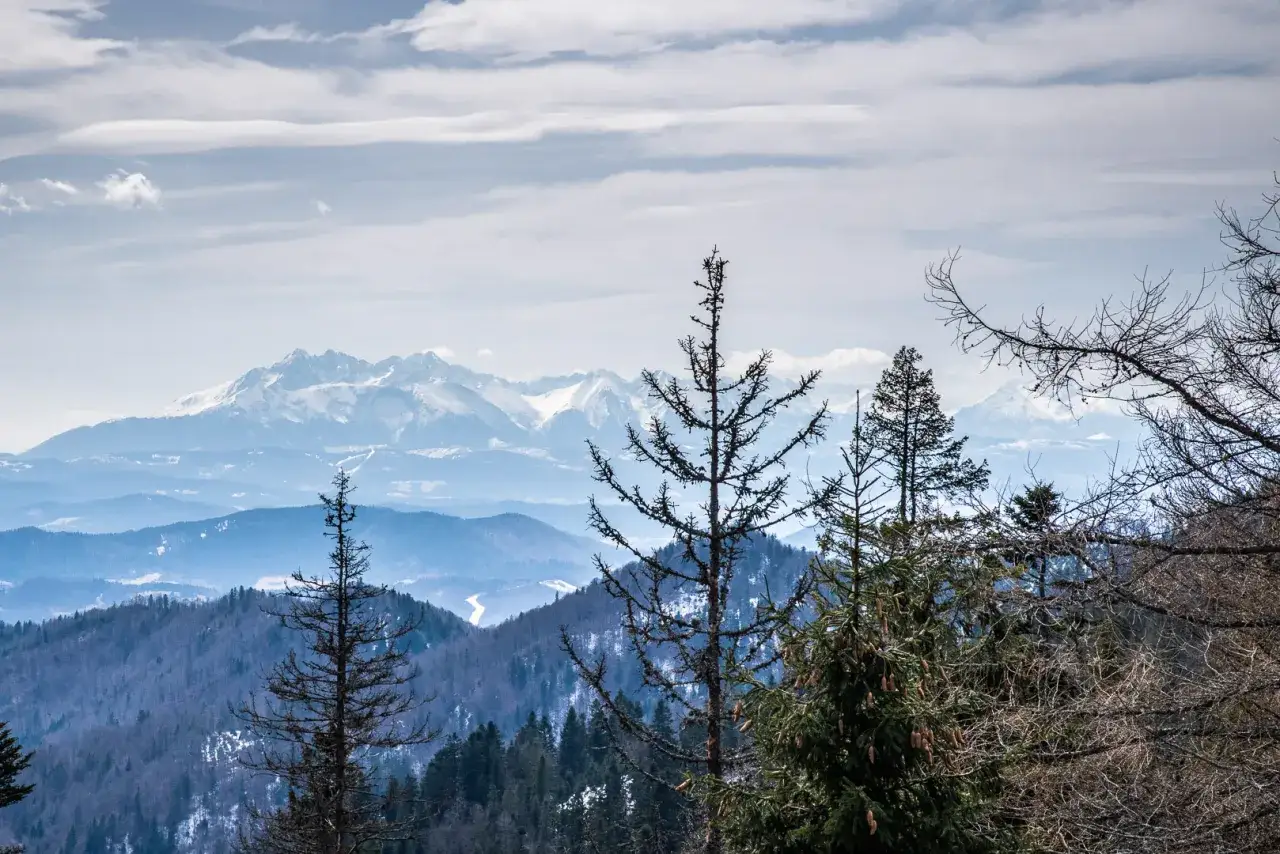 Widok na Tatry z przehyby szlaki. W oddali ośnieżone szczyty, na pierwszym planie zimowy las i nagie drzewa.