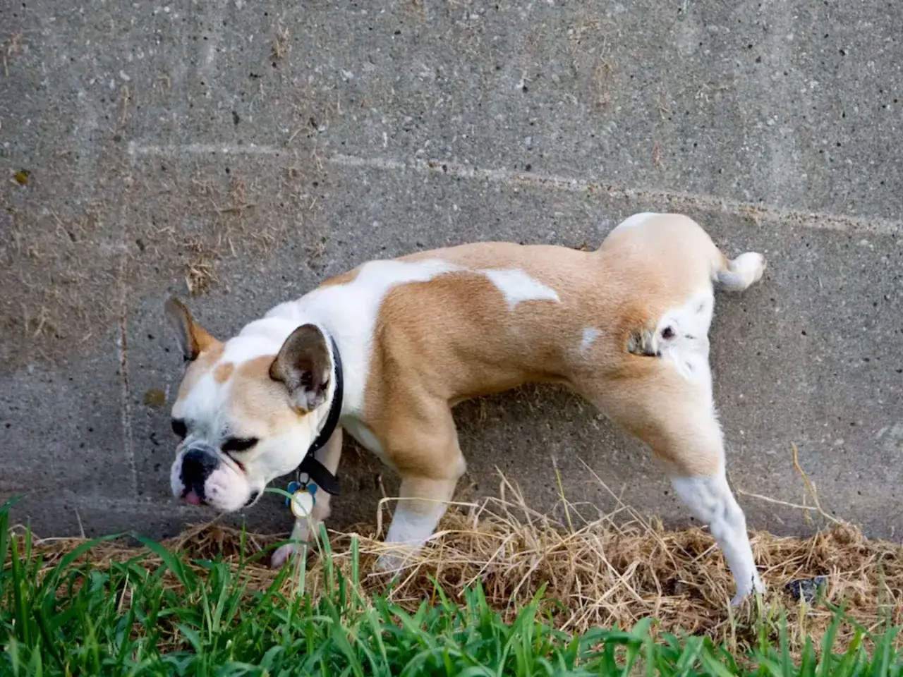 Un bulldog franc&eacute;s, &iquest;cu&aacute;nto tarda un cachorro en aprender a hacer sus necesidades? Este peque&ntilde;o est&aacute; explorando la hierba.
