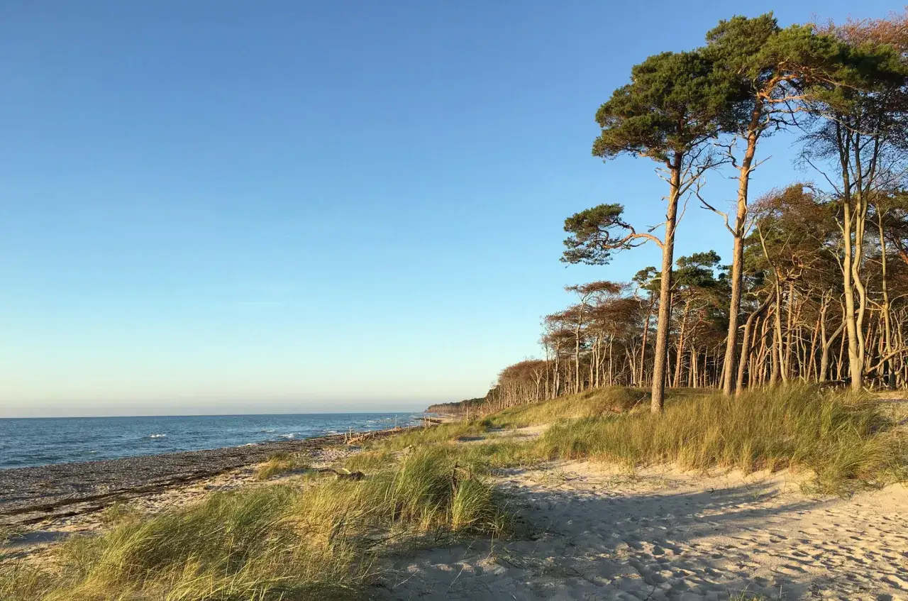 Sonnenuntergang an der Ostsee. Kiefern s&auml;umen den Sandstrand, der ins Meer &uuml;bergeht. Ein idyllischer Ort auf den Ostseeinseln.