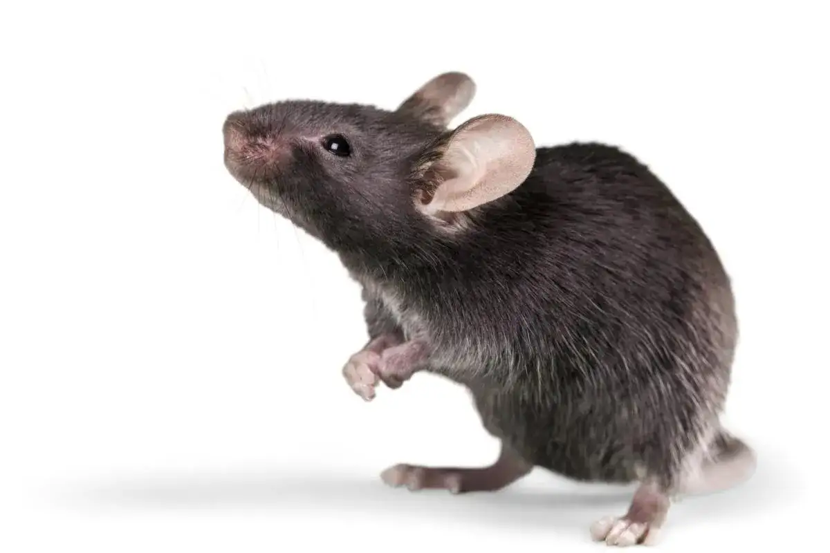 Un ratón gris, con orejas grandes y rosadas, parece soñar con ratones mientras mira hacia arriba.