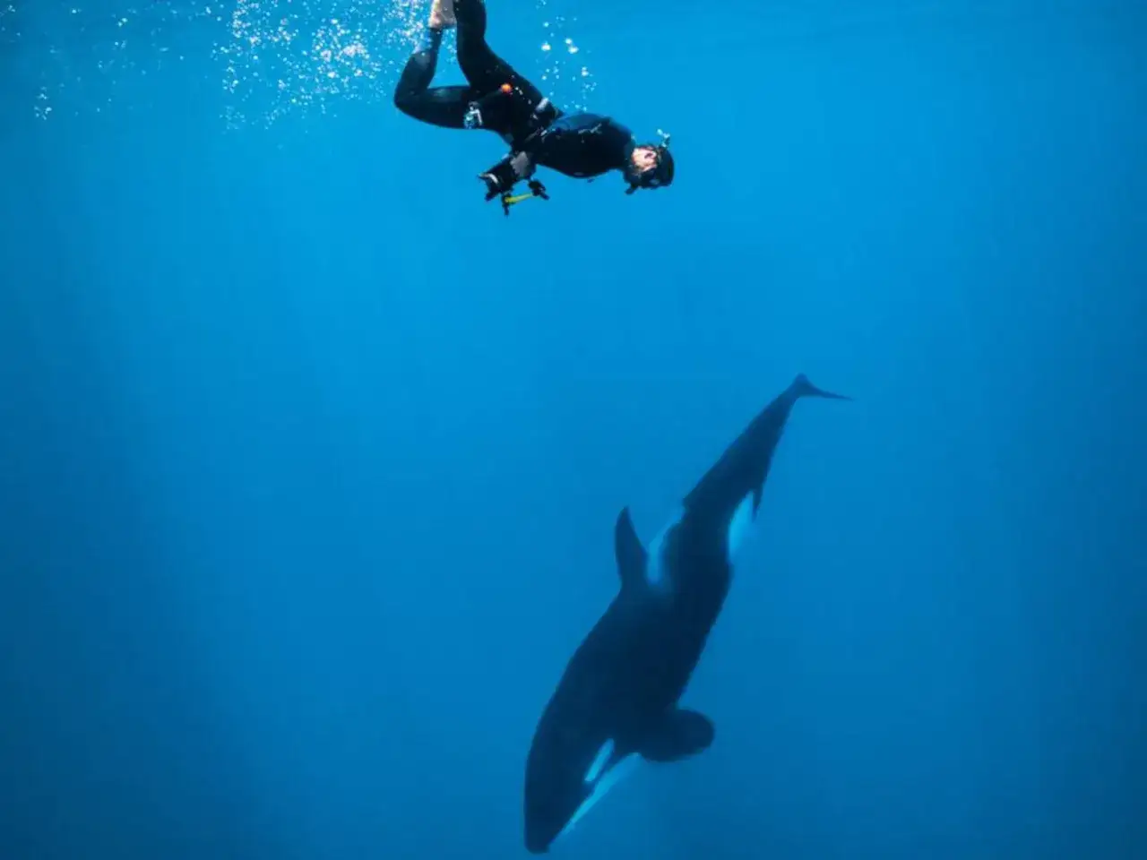 Buceador observa una orca nadando bajo el agua. Es como soñar con orcas en su hábitat natural.