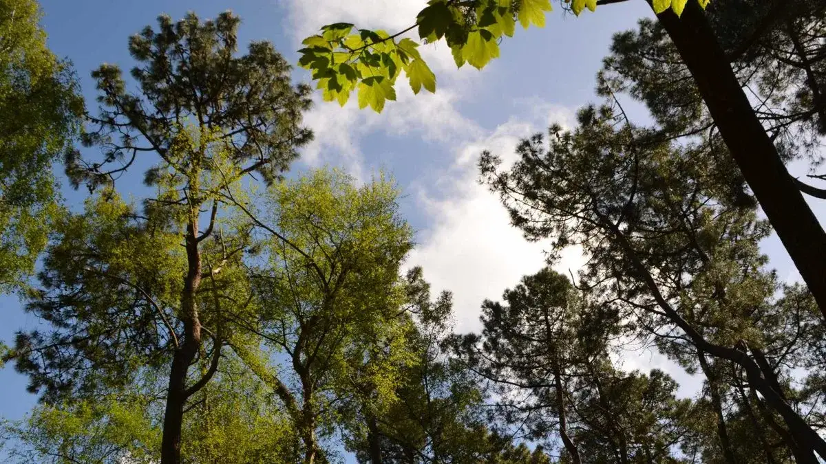 Forêt du Touquet randonnée