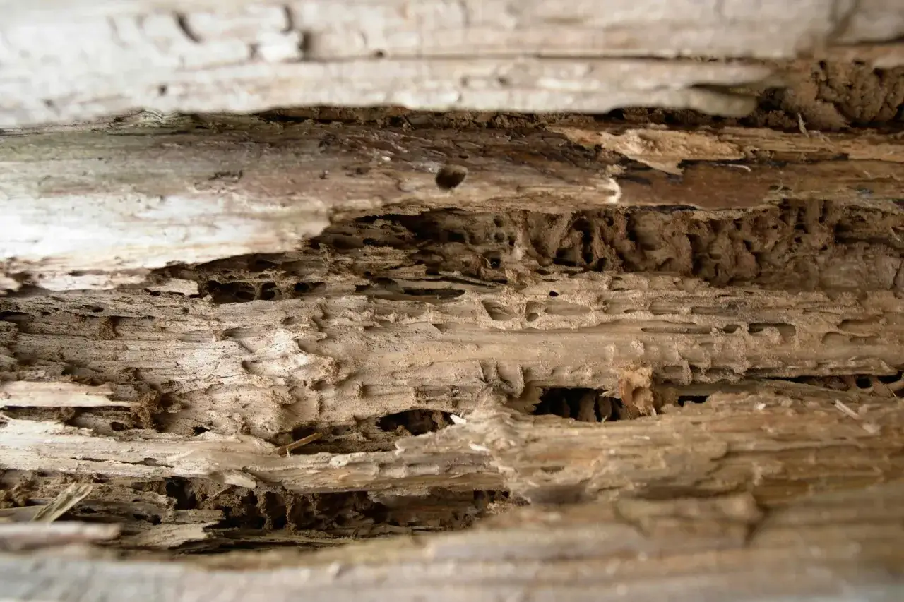 Gros plan sur un bois rongé, plein de tunnels et de cavités, témoignant du passage d'une bete a bois.
