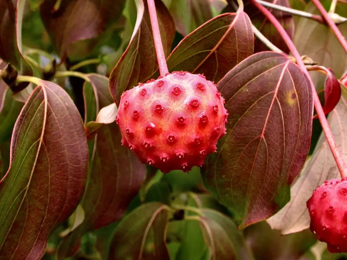 Rote, stachelige Früchte des japanischen Hartriegels hängen zwischen dunkelroten Blättern.