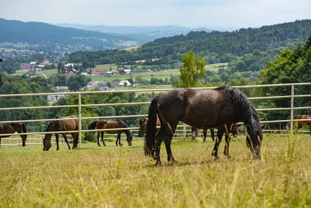 Koniki pasące się na łące w pobliżu bacówki Biały Jeleń, w tle malownicze wzgórza i zabudowania.