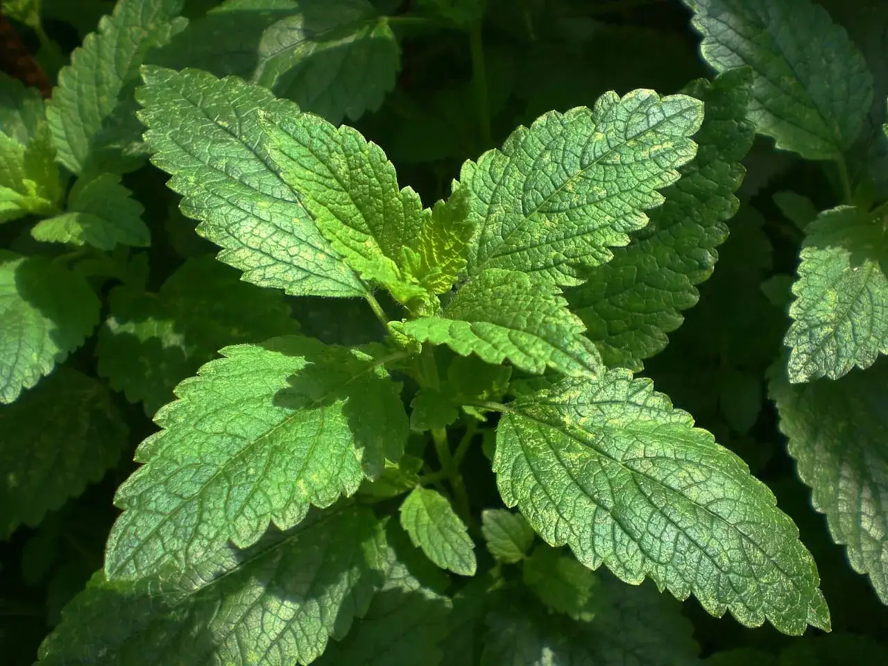 Feuilles vertes et textur&eacute;es de la m&eacute;lisse, baign&eacute;es de soleil. Une plante aromatique aux multiples vertus.