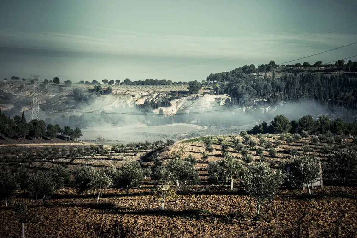 Paisaje rural con olivos y colinas boscosas. La neblina se cierne sobre el terreno, creando una atmósfera etérea en el Pago de Valdecuevas, donde se encuentra la almazara.