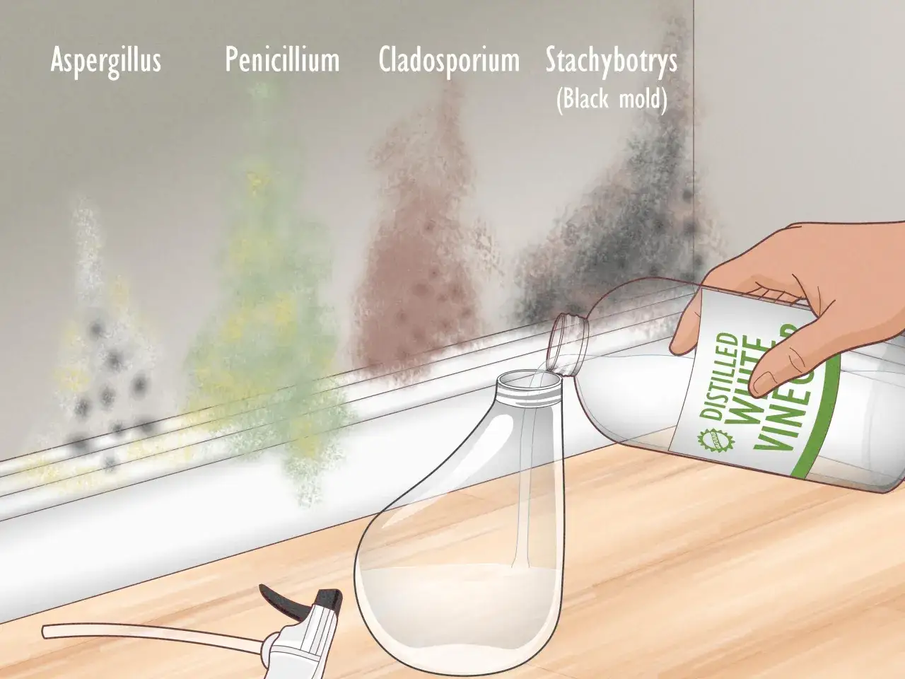 Mano vierte vinagre blanco en un atomizador para quitar moho de madera. Se ven manchas de moho Aspergillus, Penicillium y Stachybotrys.