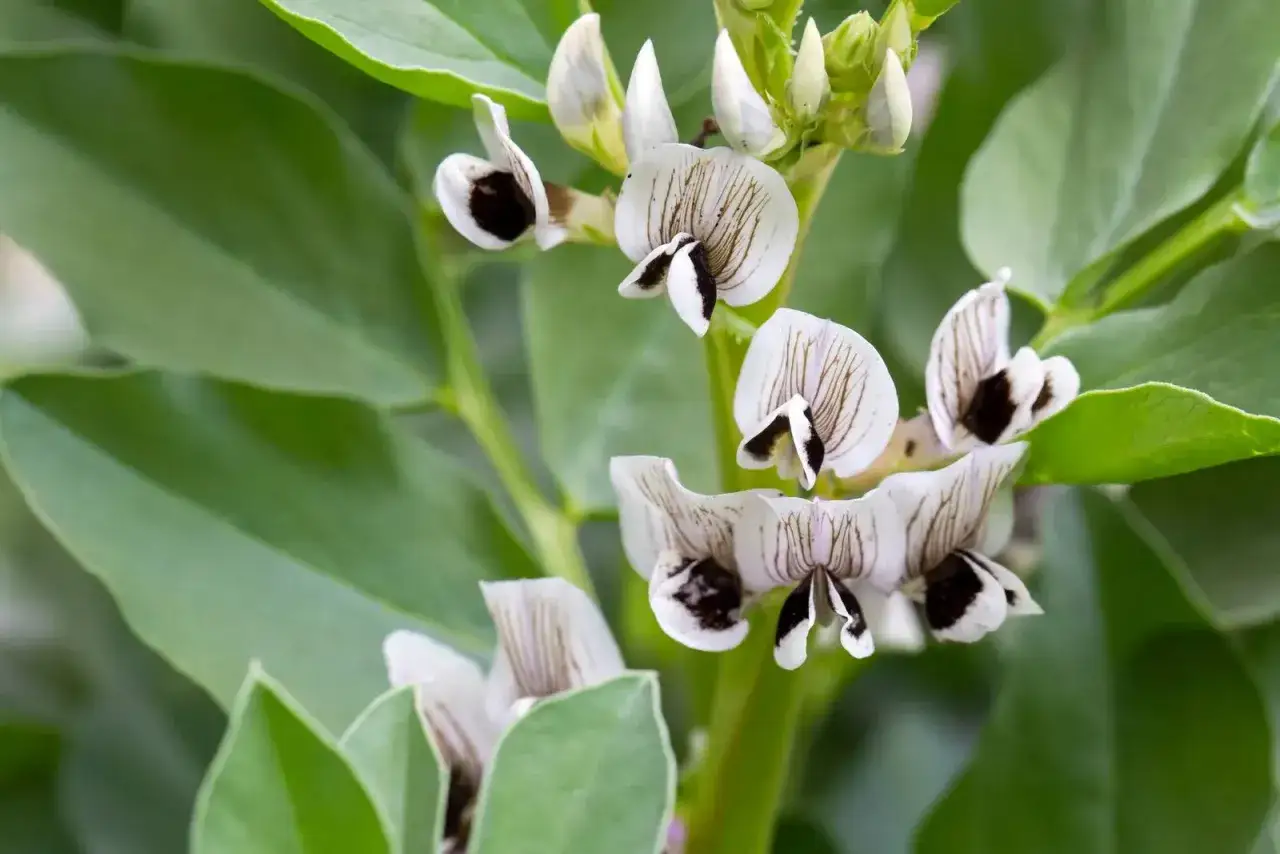 Fiori bianchi e neri della pianta di fave, con foglie verdi sullo sfondo.