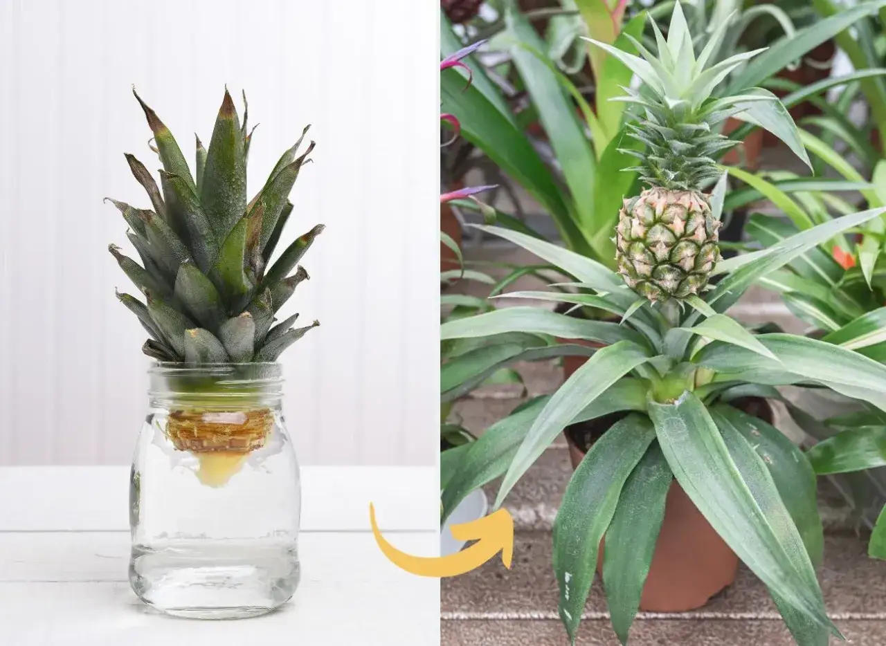 Ananas w doniczce: od ukorzenionej korony w słoiku do małego owocu na roślinie.