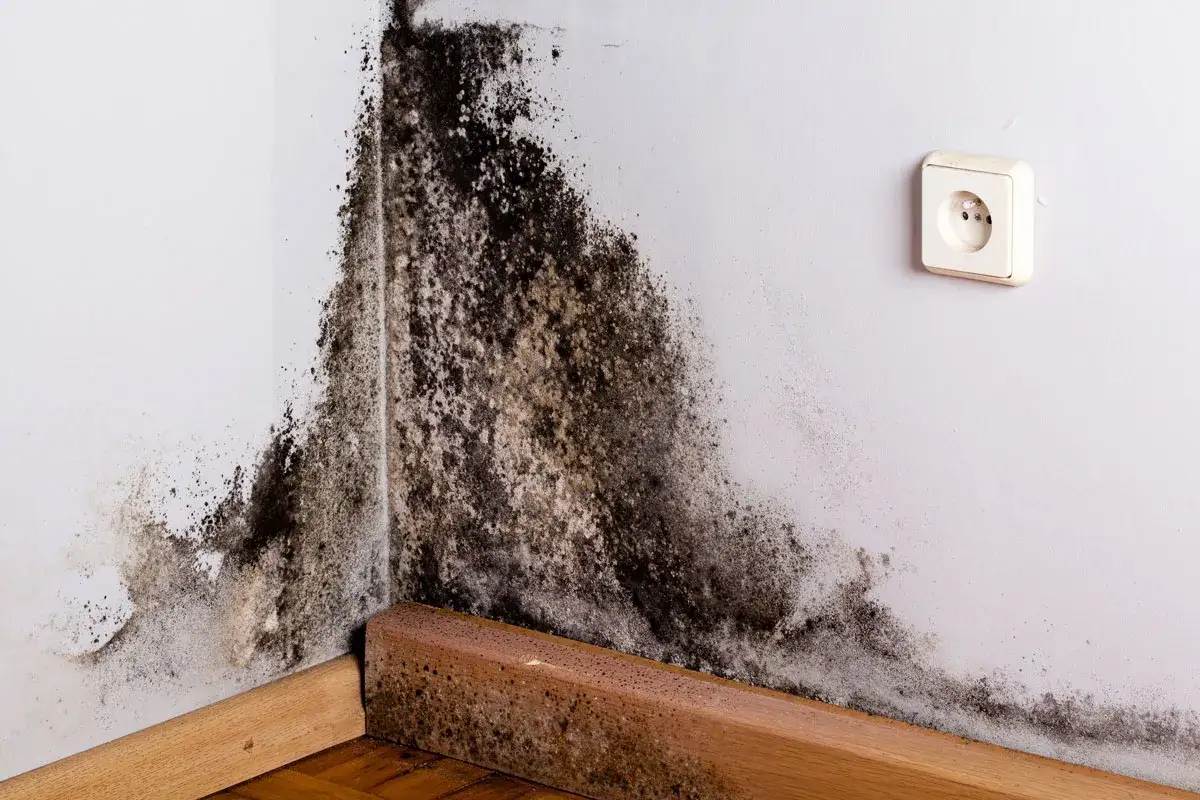 Schimmel breitet sich unten an der Wand aus, ein dunkler Fleck, der sich über die Ecke zieht.