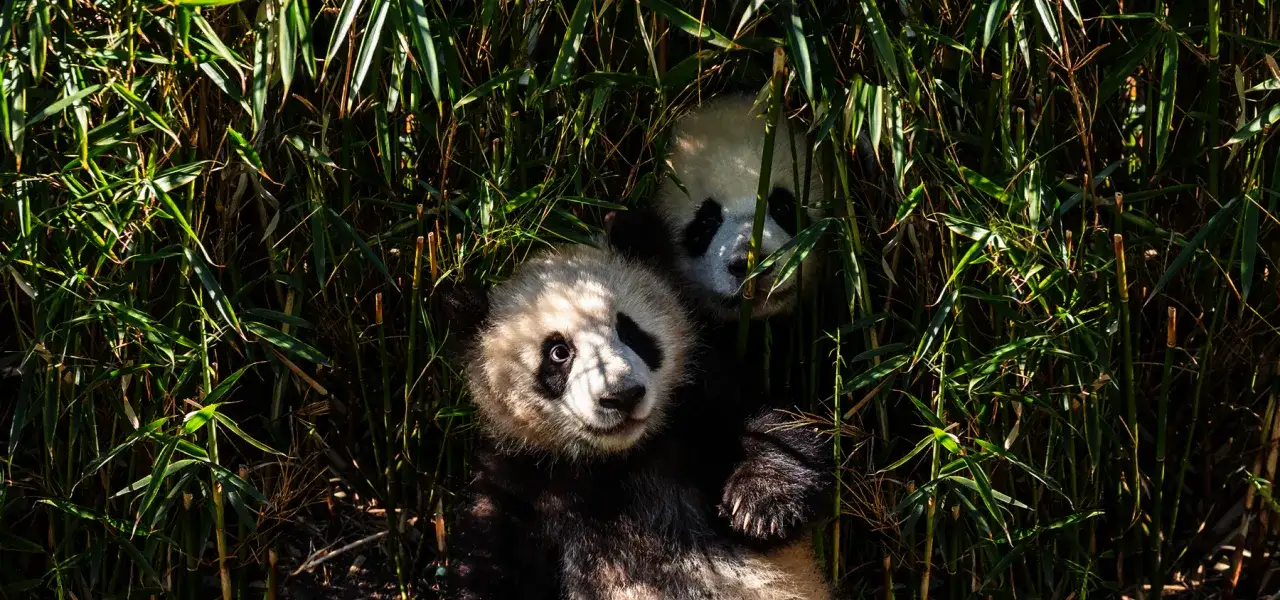 Dwa urocze pandy w bambusowym gąszczu w berlińskim ogrodzie zoologicznym. Jedna panda leży na plecach, druga zagląda zza liści.
