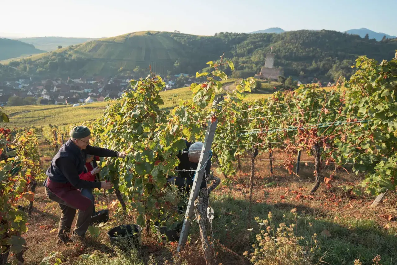 Des vignerons récoltent le raisin sous un soleil matinal en Alsace. Les collines verdoyantes et un château en ruine dominent le paysage des vendanges.
