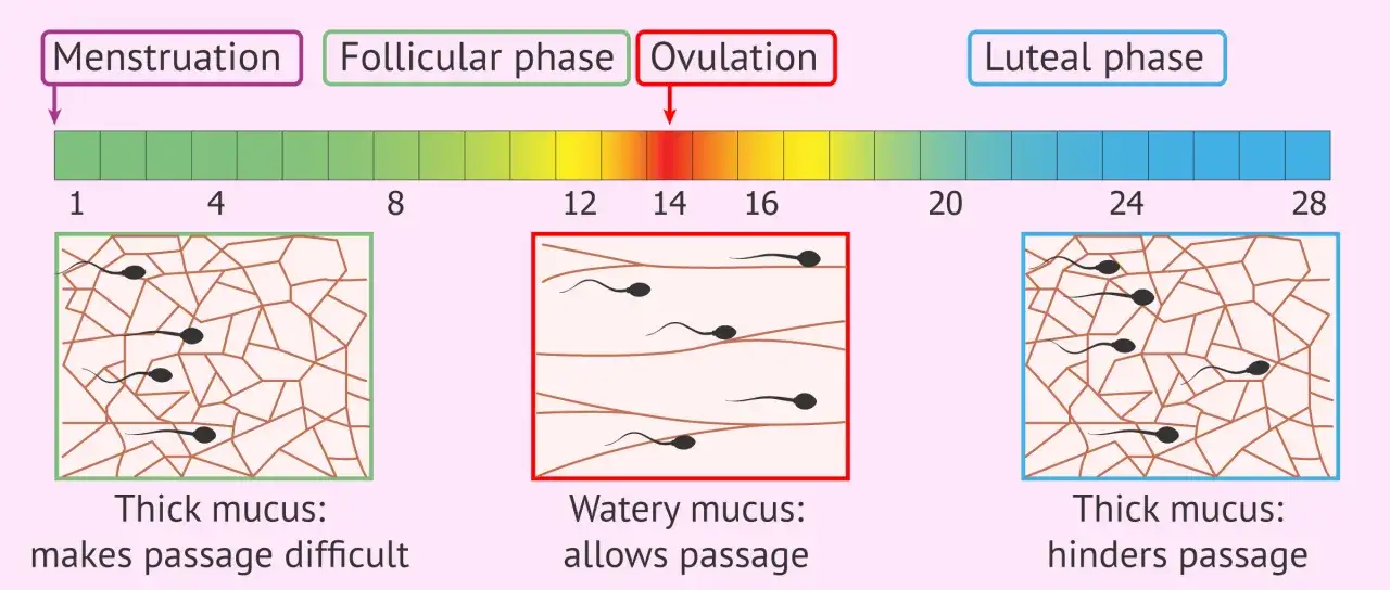 Diagrama del ciclo menstrual. Muestra cómo el moco cervical cambia de espeso a acuoso, facilitando el paso de espermatozoides durante la ovulación.