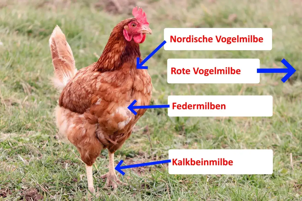 Braunes Huhn mit Pfeilen, die auf verschiedene Milbenarten zeigen, darunter die rote Vogelmilbe.