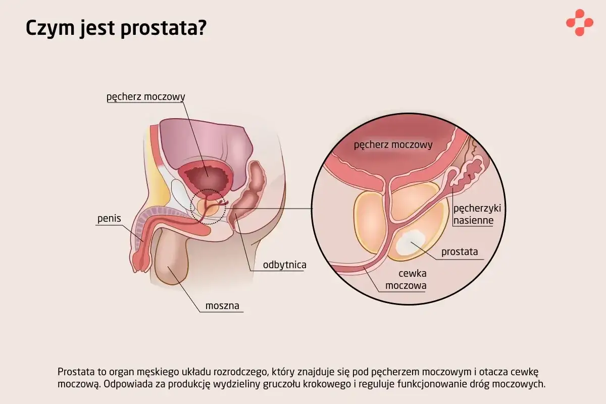 Anatomia męskiego układu rozrodczego z zaznaczoną prostatą, pęcherzem moczowym i cewką moczową.