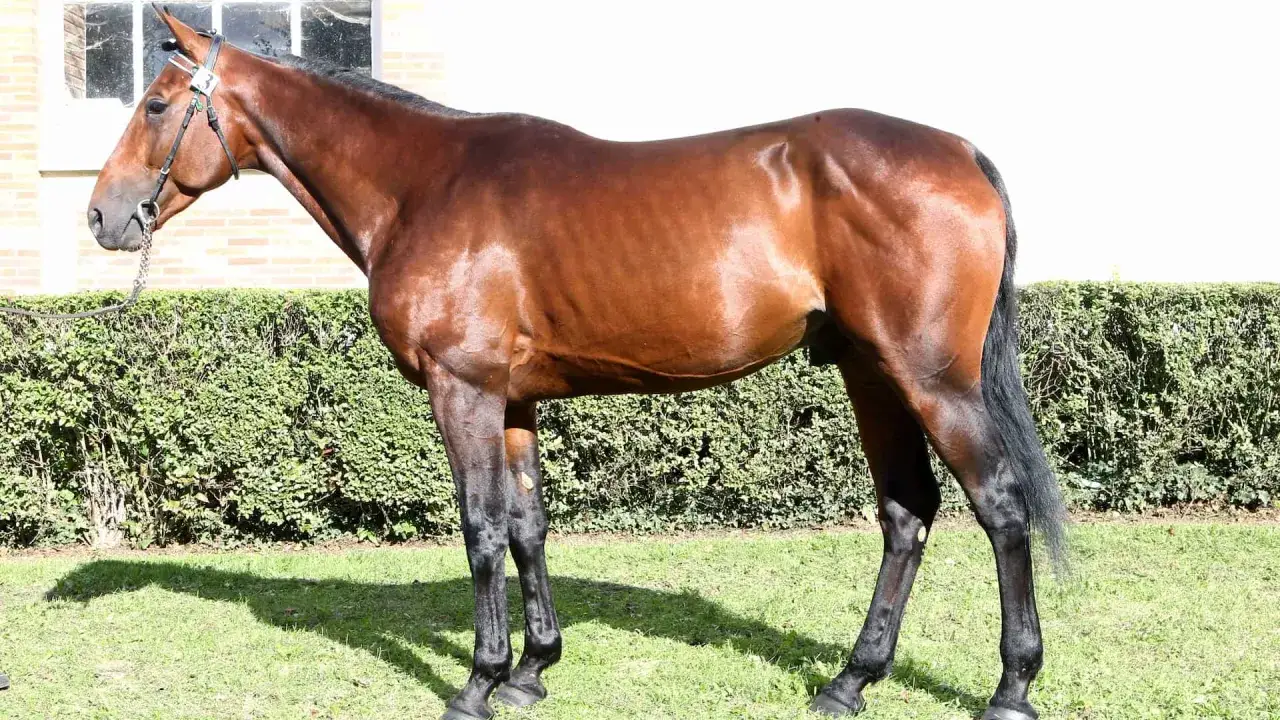 Un magnifique cheval bai, prêt pour la course, se tient fièrement sur l'herbe verte. Sa robe luisante et ses muscles saillants témoignent de sa lignée de **race de chevaux** d'exception.
