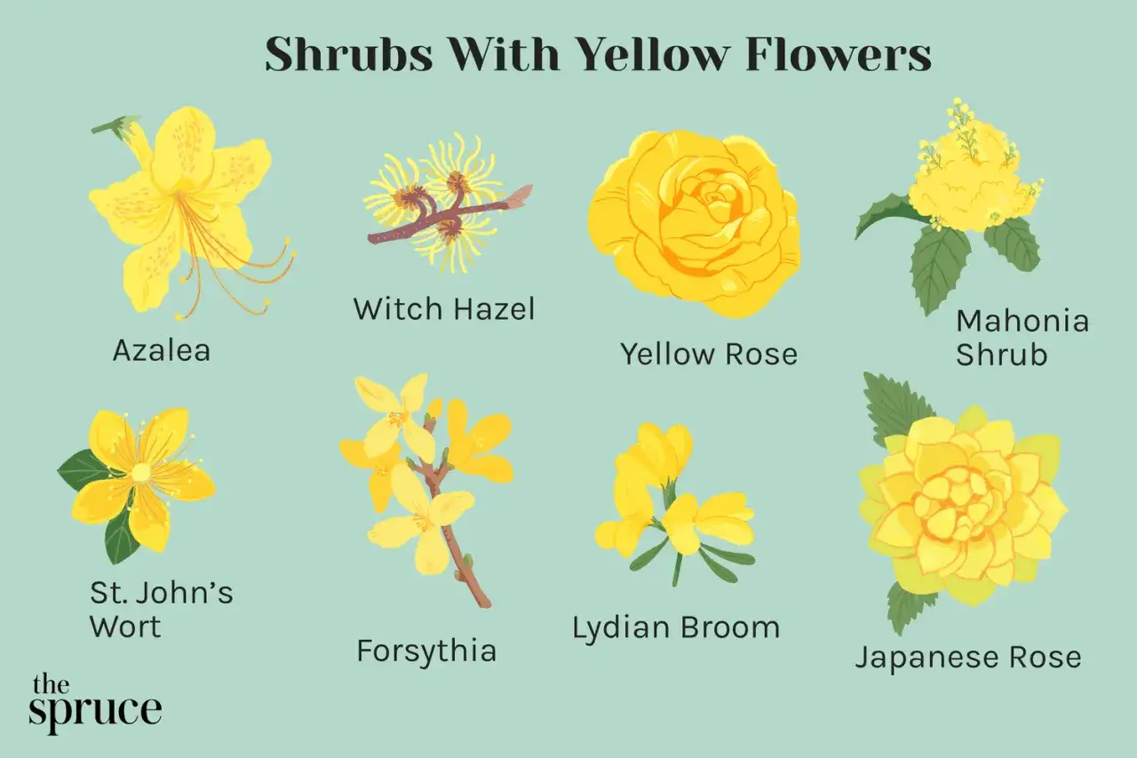 Illustrationer av olika buskar med gula blommor: azalea, trollhassel, gul ros, mahonia, johannesört, forsythia, gyllenlöv och japansk ros.