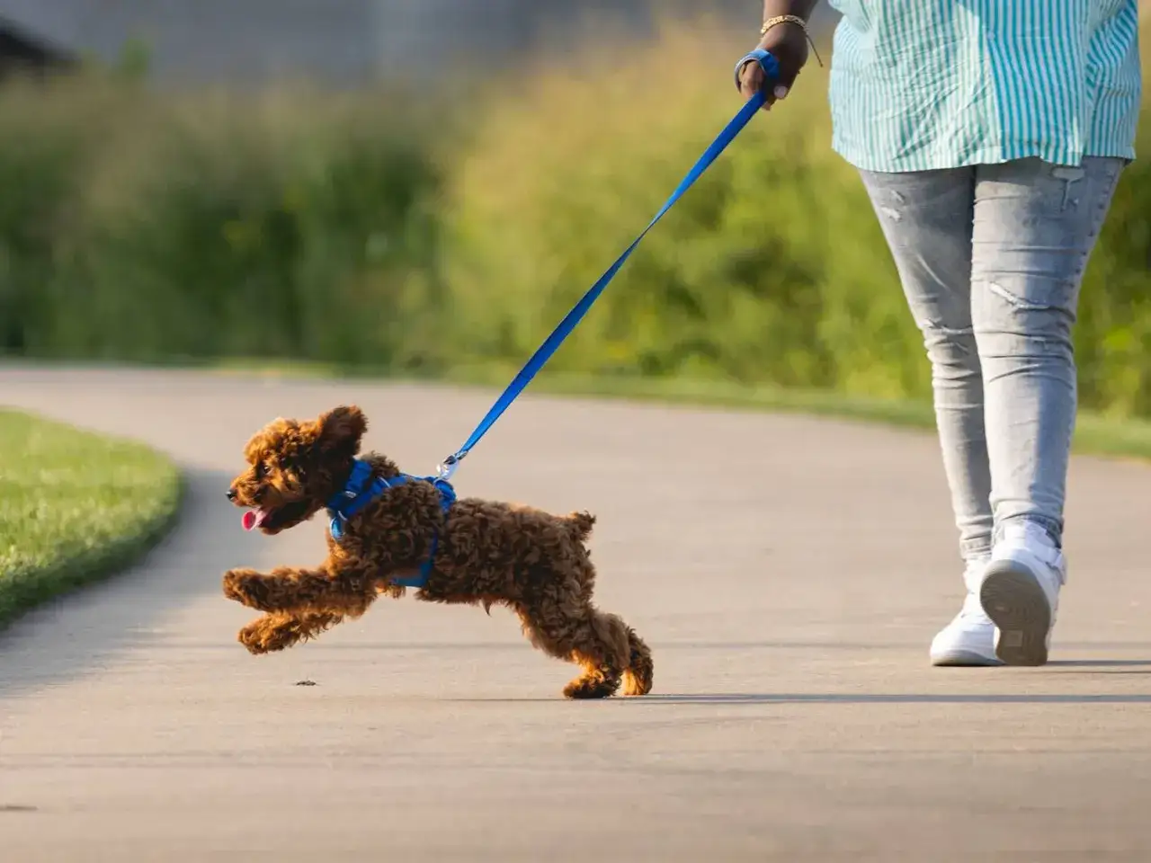 Ein kleiner, brauner Pudel rennt fr&ouml;hlich an der Leine. Das Hund erziehen beginnt mit solchen Momenten der Freude und des Vertrauens.