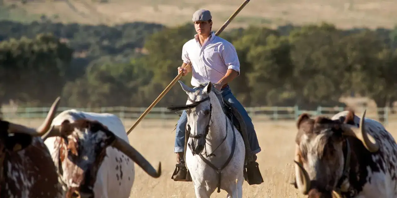 Un jinete con gorra y camisa a cuadros, montado en un caballo blanco, dirige ganado bravo. La fortuna del Juli, en un campo seco.