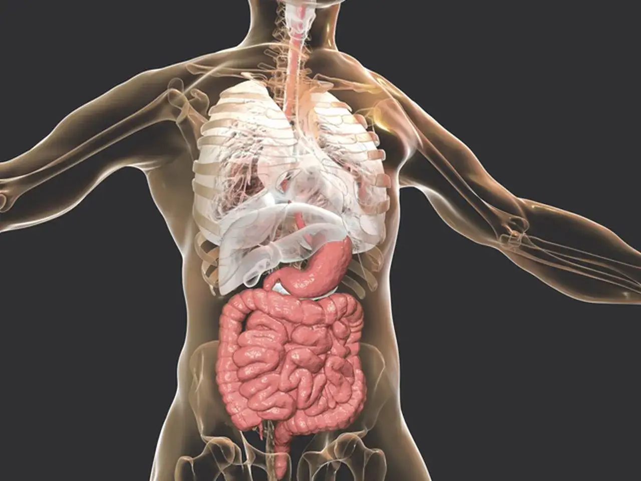Anatomia człowieka z widocznymi narządami wewnętrznymi. Może sugerować ból brzucha po lewej stronie na dole, gdzie znajduje się jelito grube.